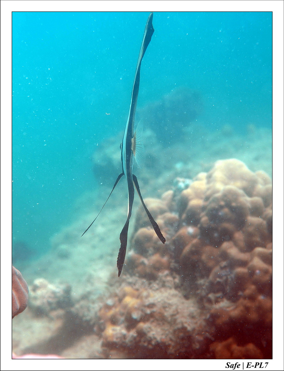 2018 - 08 - Pulau Besar - 11